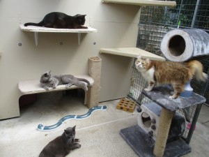 cattery boarding